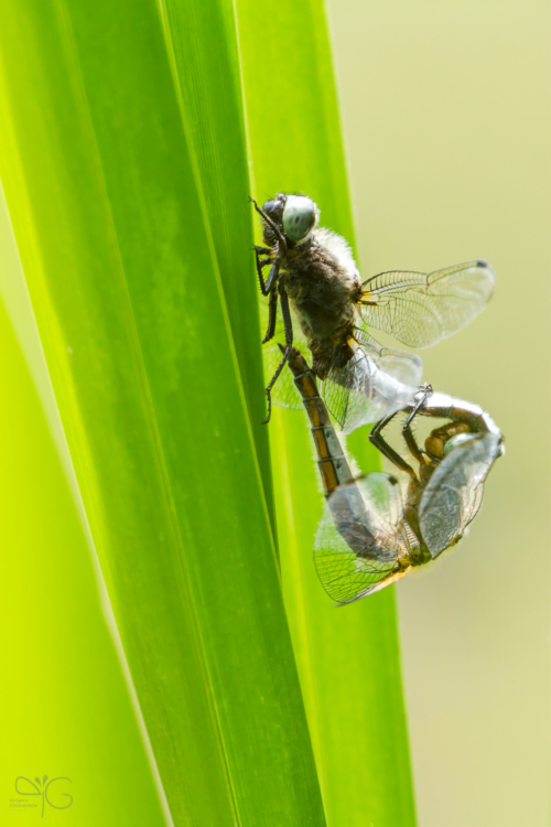 Cпаривание стрекоз Libellula depressa