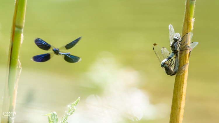 Синий вуайерист (♂ Calopteryx splendens и пара Libellula depressa)
