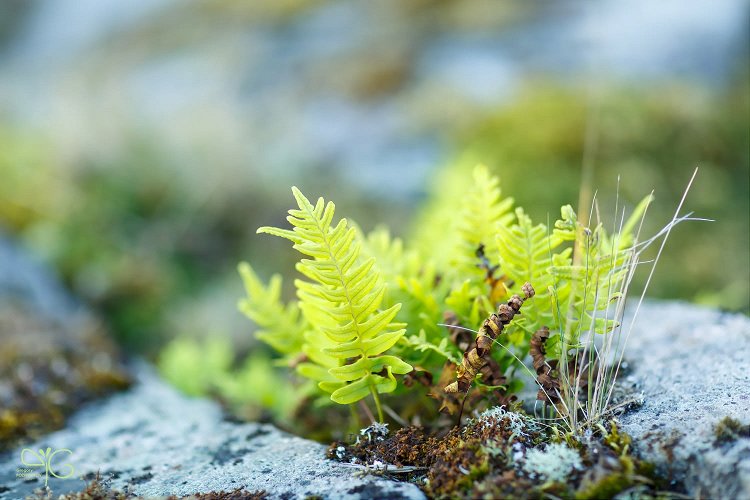 Папоротник Polypodium