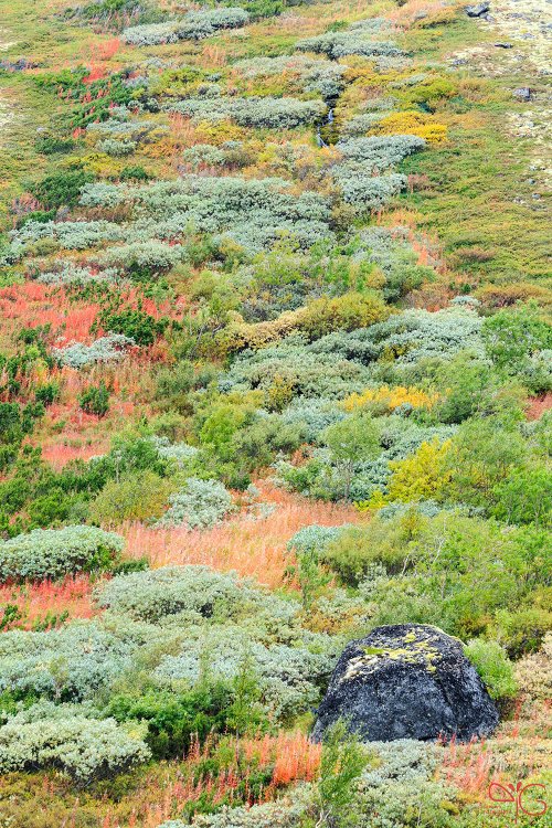 Склон горы в осенних красках (иван-чай, ивы, берёзы и лишайники)