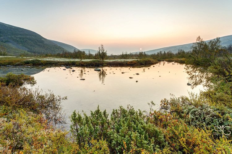 Ива и можжевельники на берегу полигонального озера в долине Тульйока