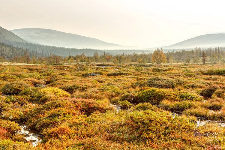 Красочная тундра с кочками травы, черники, голубики и карликовой берёзы среди ручьёв, долина Тульйока