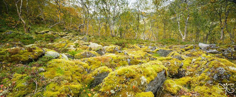 Замшелые камни в берёзовом криволесье