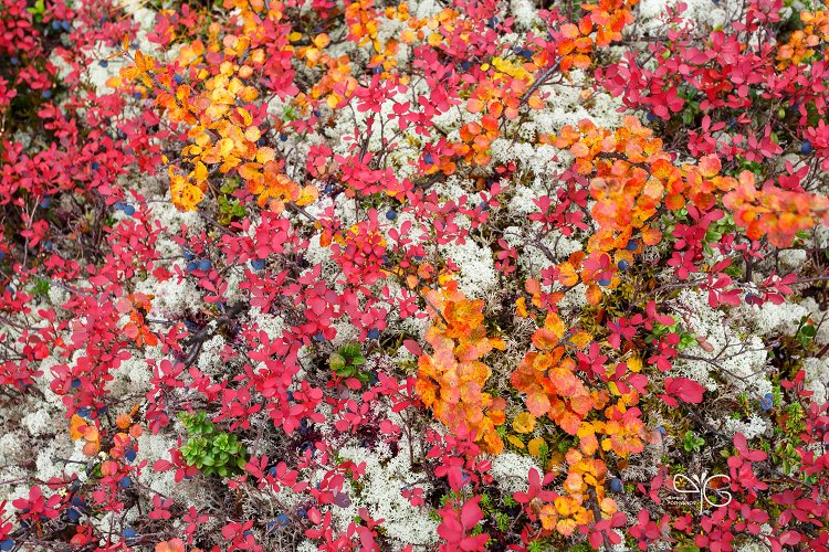 Карликовая берёза, голубика и лишайники в Хибинах