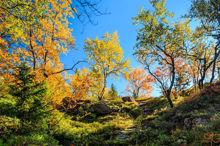 На тропе вдоль ручья Маннепахк
