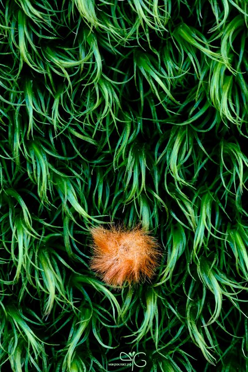 «Чужой» / Alien