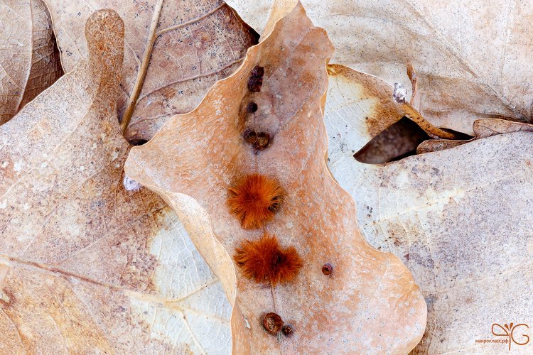 Чужие в сухих листьях