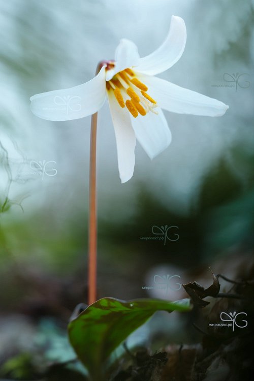 Кандык кавказский, Erythronium caucasicum