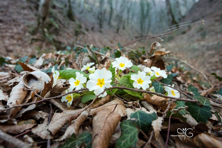 Примула Сибторпа, Primula sibthorpii