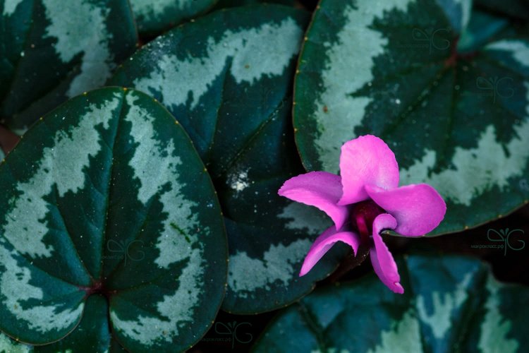 Military Cyclamen