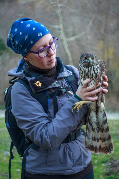 Юлия Втюрина спасает хищную птицу из зарослей ежевики