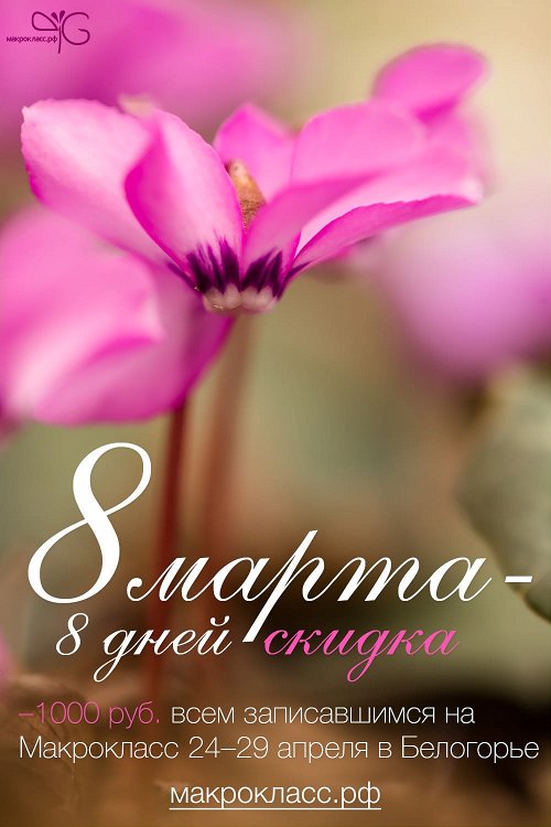 Скидка 1000 руб. на участие в Макроклассе 24-29 апреля 2015 г. (на фото – Cyclamen coum subsp. caucasicum)