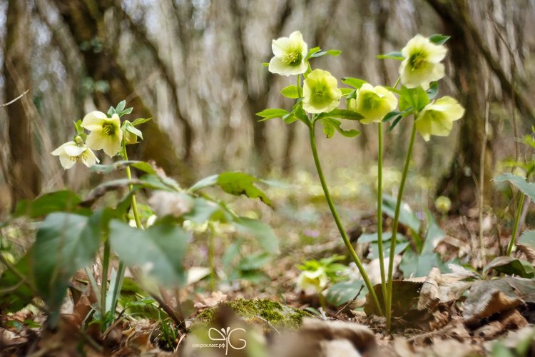 Helleborus caucasicus, морозник кавказский