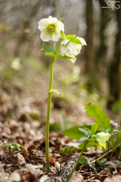 Helleborus caucasicus, морозник кавказский