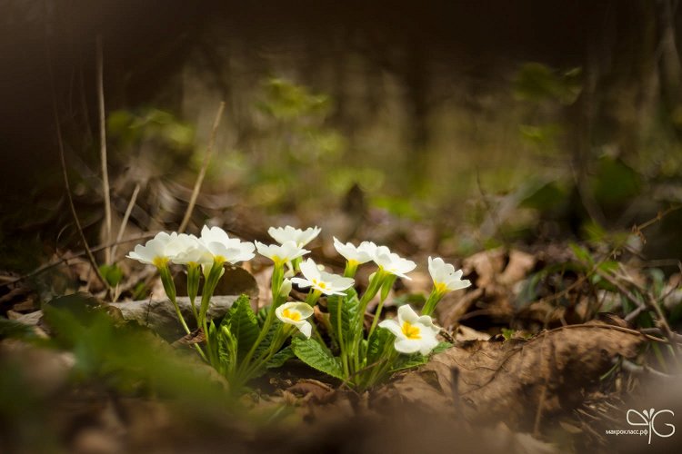 Примула под пологом леса