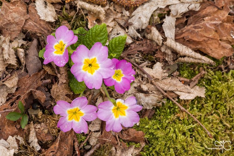 Пурпурные цветки примулы Сибторпа (Primula sibthorpii)