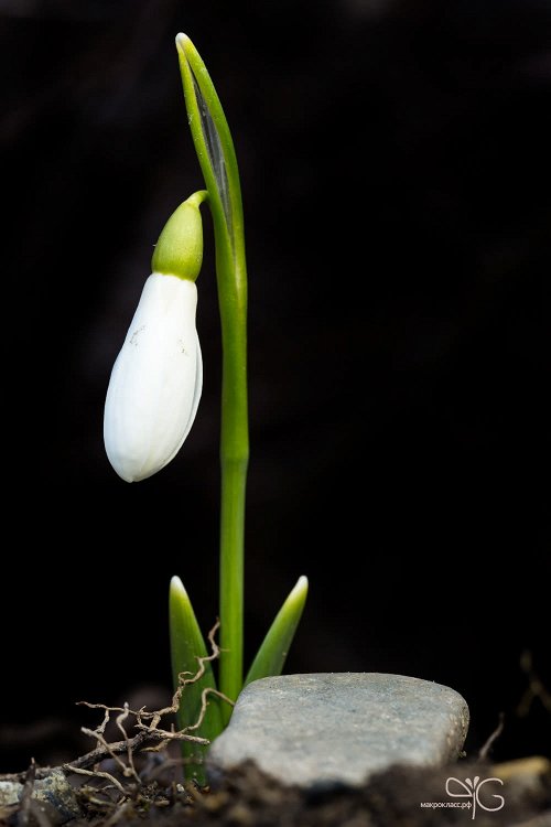 Бонсай-галантус