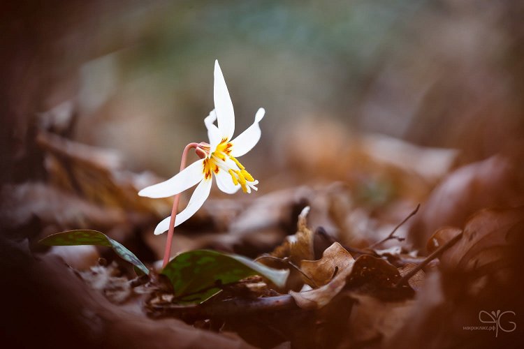 Кандык кавказский, Erythronium caucasicus