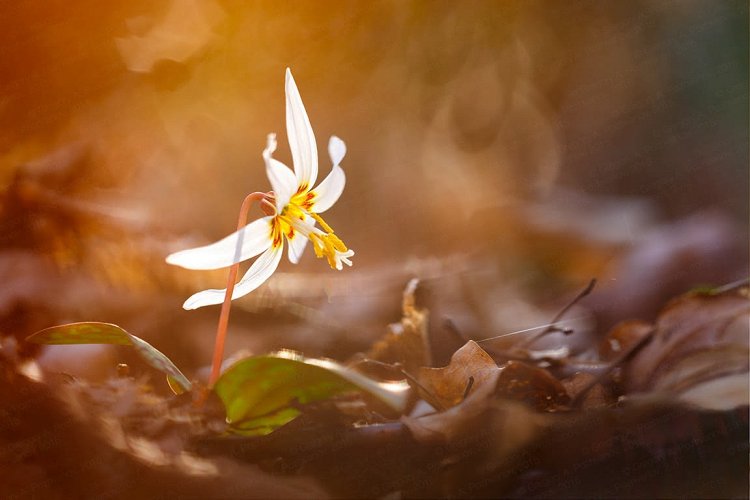 Erythronium