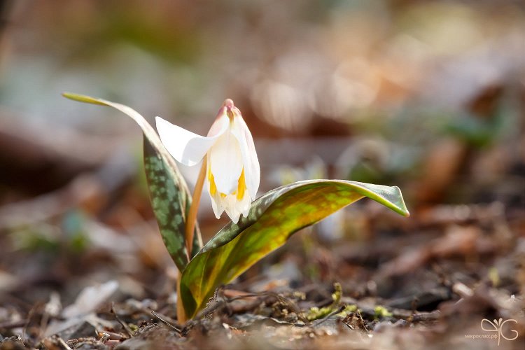 Цветок, балансирующий между зимой и весной, Erythronium caucasicum