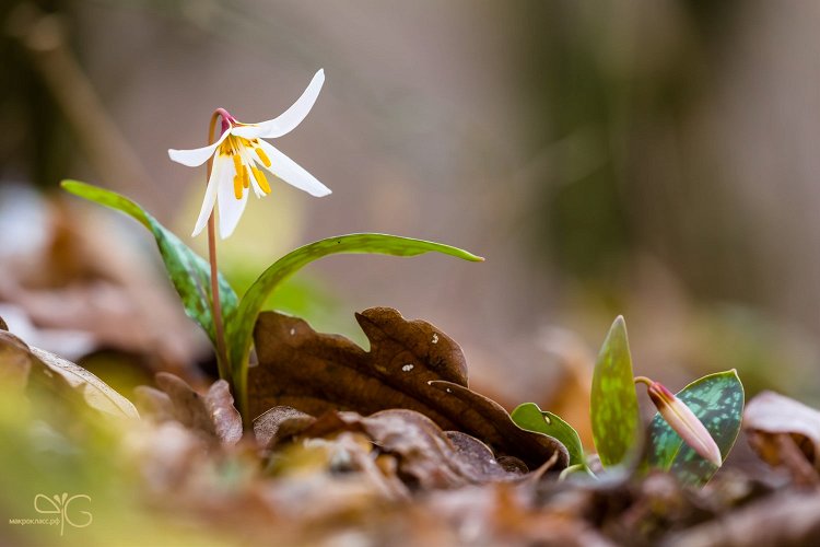 Молодые экземпляры кандыка кавказского, Erythronium caucasicum