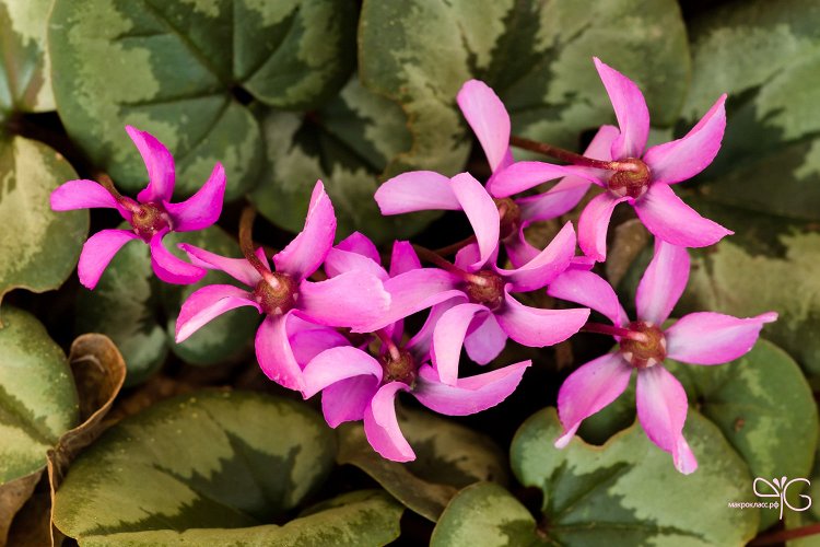 Cyclamen coum subsp. caucasicum, цикламен кавказский