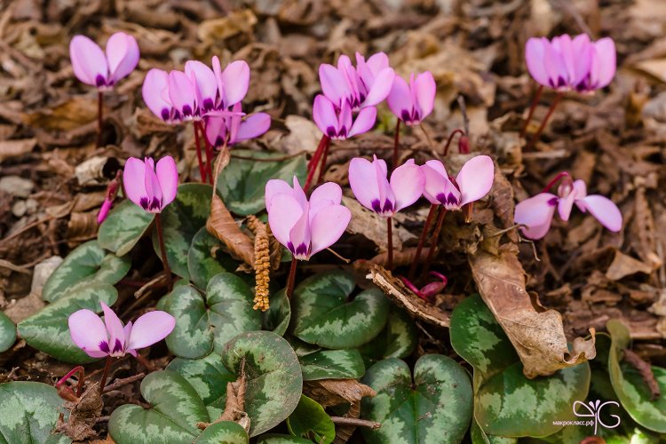 Cyclamen coum subsp. caucasicum, цикламен кавказский