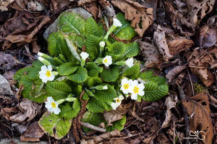 Зацветающий экземпляр примулы Сибторпа (Primula sibthorpii)