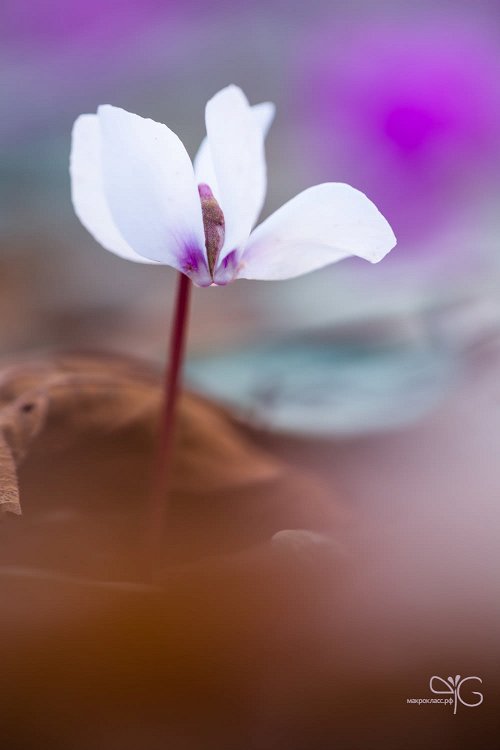 Белый цикламен