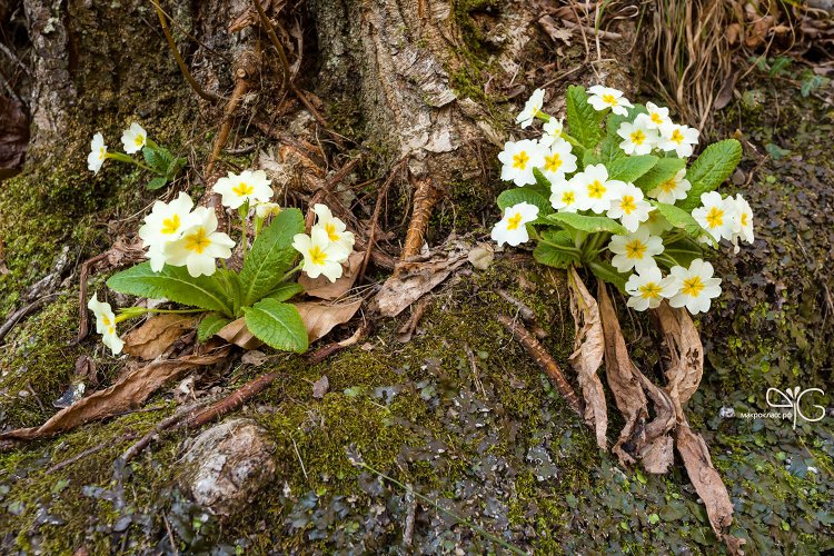 Примула у ручья