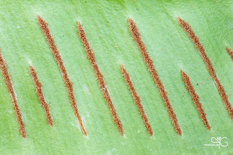 Петроглифы папоротника