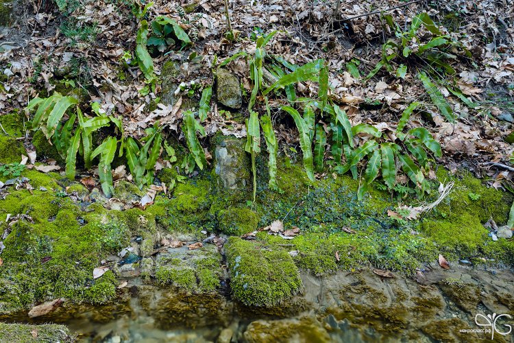 Папоротники Phyllitis scolopendrium и примула Сибторпа на берегу ручья
