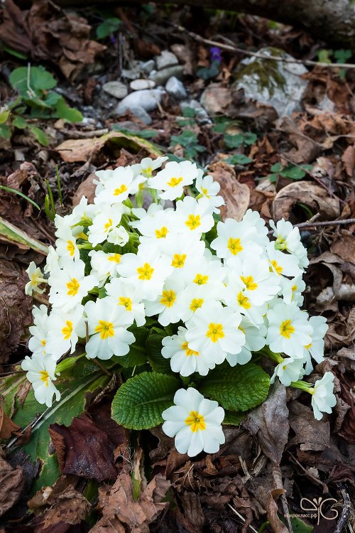 Букет примулы – Primula sibthorpii