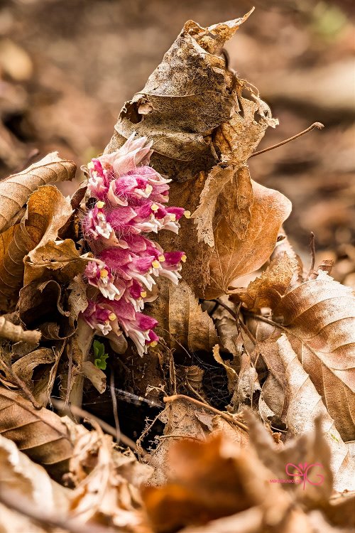 Петров крест, Lathraea squamaria