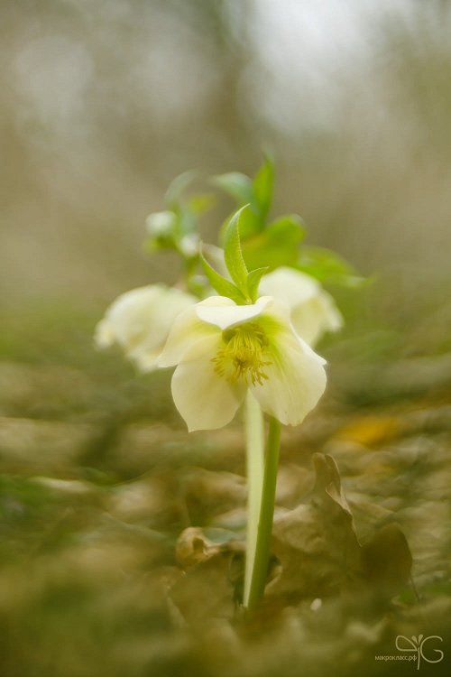 Морозник в волнистой траве