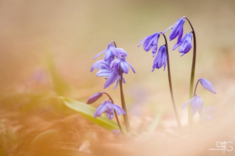 Насыщенного цвета пролески в весеннем кавказском лесу