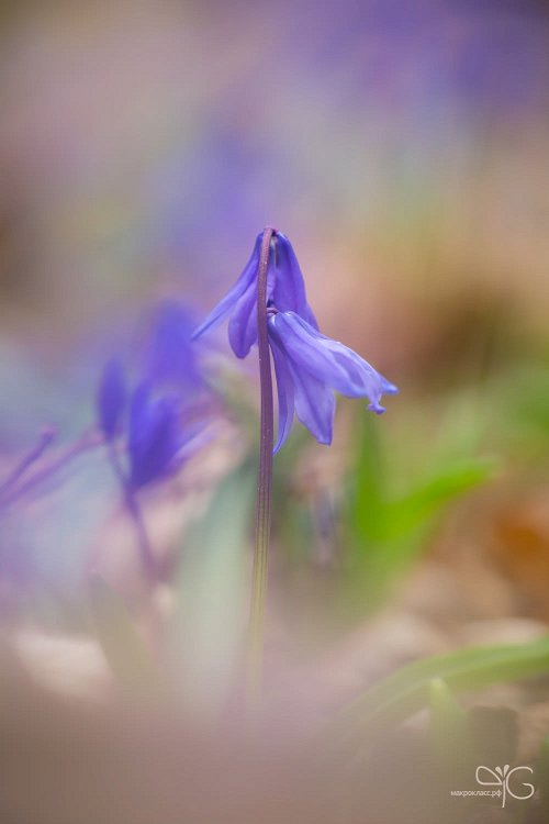 Фиолетовая палитра