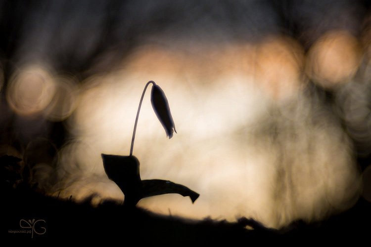 Провожающий закат