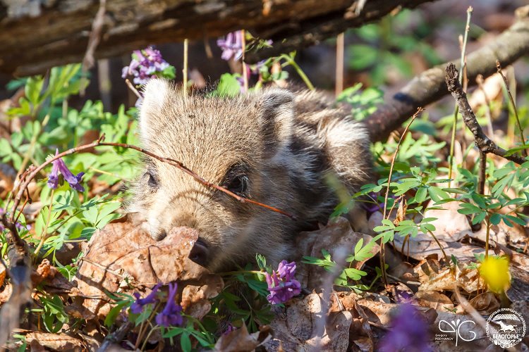 Кабан (Sus scrofa), несколько недель после рождения