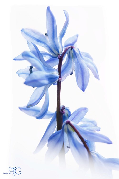 Пролеска сибирская, Scilla siberica