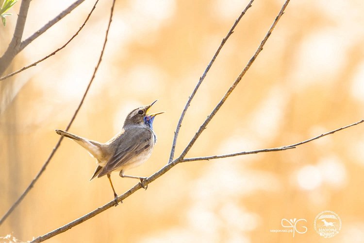 Варакушка, Luscinia svecica