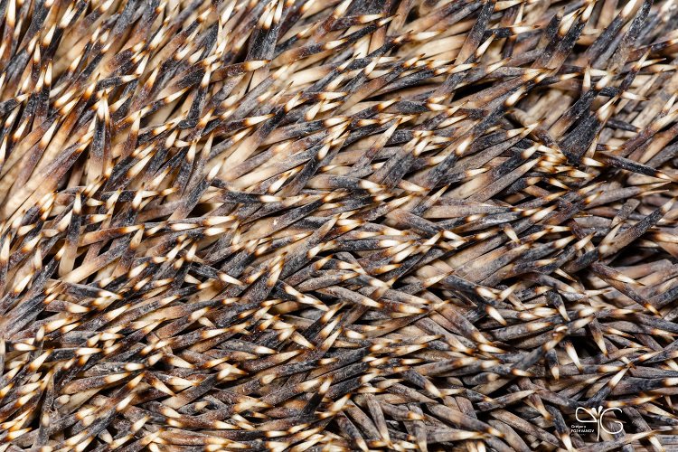 Иглы на теле ежа обыкновенного, Erinaceus europaeus