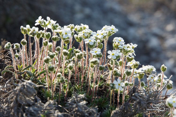 Проломник Козо-Полянского, Androsace koso-poljanskii
