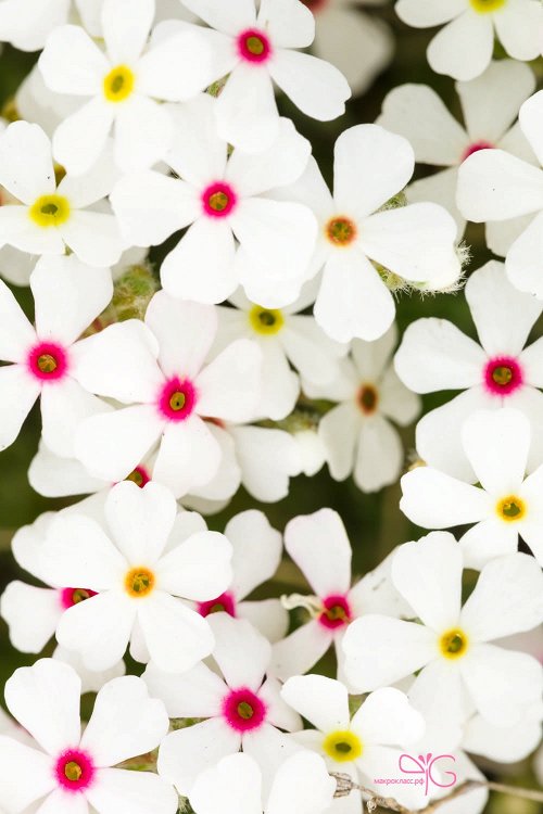 Проломник Козо-Полянского, Androsace koso-poljanskii