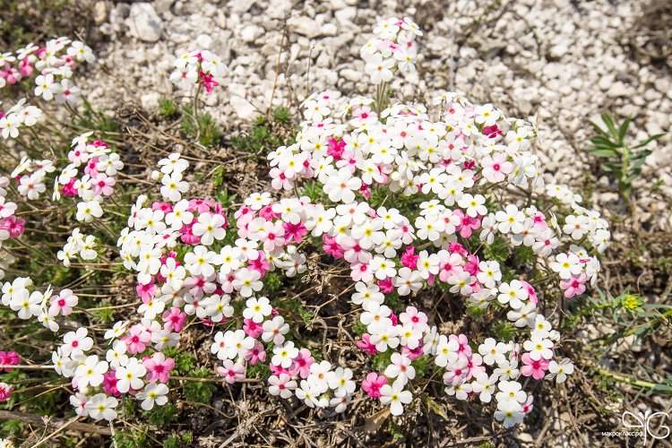 Проломник Козо-Полянского, Androsace koso-poljanskii