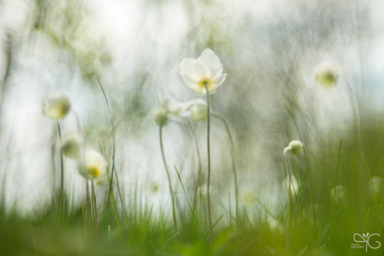 Ветреница дубравная (Anemone nemorosa) под пологом весеннего леса, Дивногорье