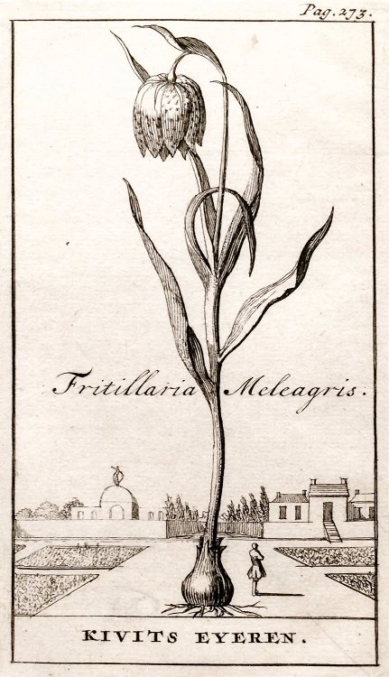 Гравюра с рябчиком из книги Nederlandschen Herbarius