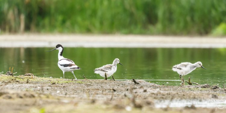 Шилоклювка с птенцами | Pied avocet with chicks, Recurvirostra avosetta