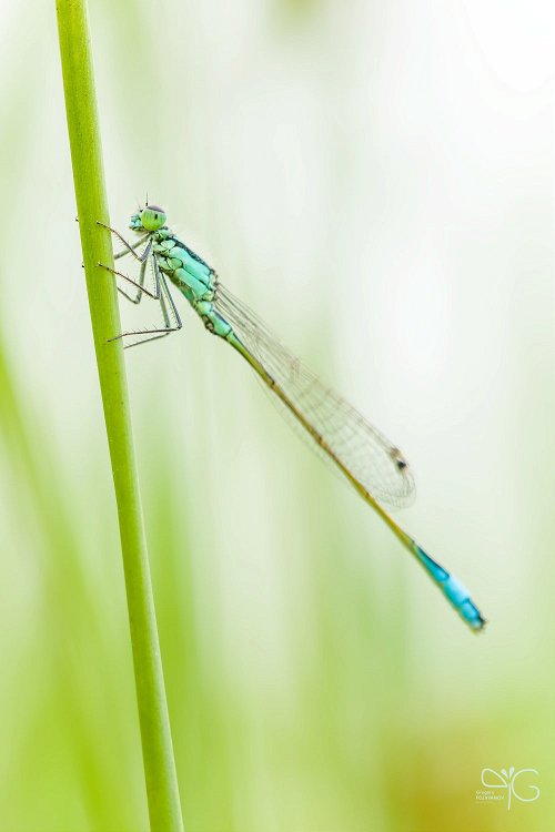 Azure damselfly, Coenagrion puella