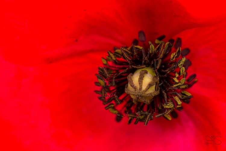 Цветок мака крупным планом | Close up of poppy flower